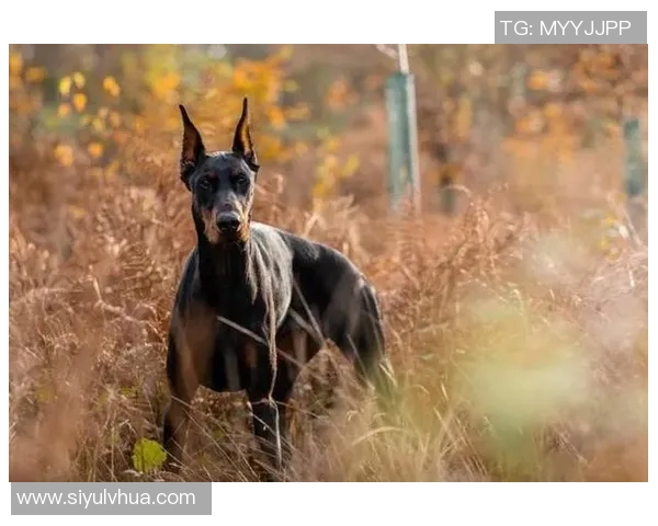 伊萨克花费三万镑购杜宾犬护卫自遭死亡威胁后安全措施升级 伊萨克花费三万镑购杜宾犬护卫自遭死亡威胁后安全措施升级